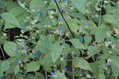 Strobilanthes pavala