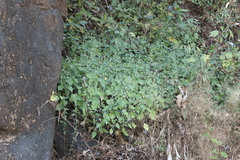 Strobilanthes pavala