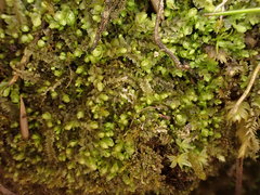 Mesoptychia collaris