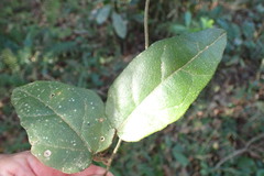 Pyrenacantha scandens