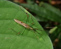 Stenocoris apicalis