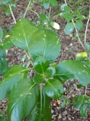 Coprosma baueri