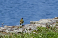 Motacilla flava iberiae