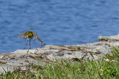Motacilla flava iberiae