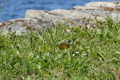 Motacilla flava iberiae