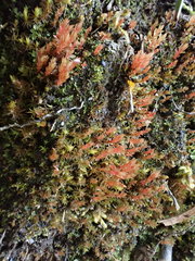 Ptychostomum pallens