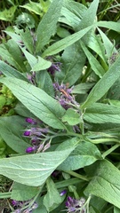 Symphytum officinale