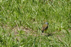 Motacilla flava iberiae