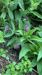 Symphytum officinale