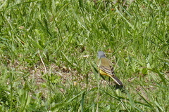 Motacilla flava iberiae