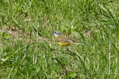 Motacilla flava iberiae