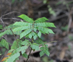 Archidendron clypearia