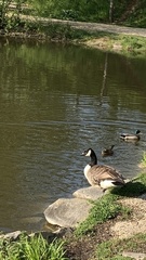 Branta canadensis