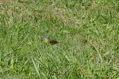 Motacilla flava iberiae