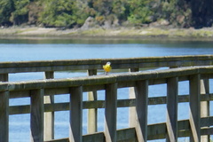 Motacilla flava iberiae