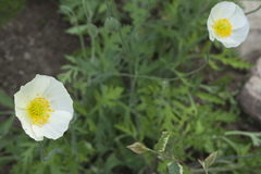 Papaver amurense