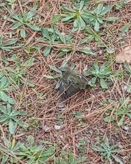 Serinus canicollis
