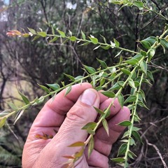 Daviesia umbellulata