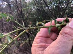 Daviesia umbellulata