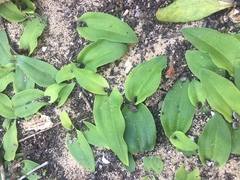Habenaria arenaria