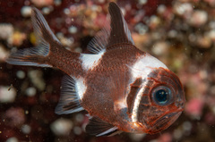 Trachichthys australis