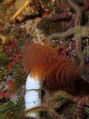 Protula bispiralis