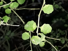 Melicytus micranthus