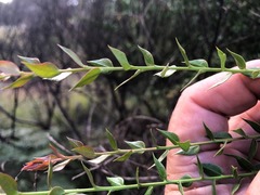 Daviesia umbellulata