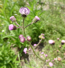 Senecio polyodon polyodon