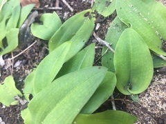Habenaria arenaria