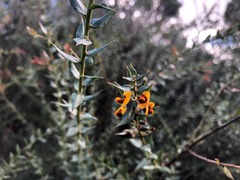 Daviesia umbellulata