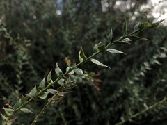 Daviesia umbellulata