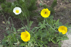 Papaver amurense