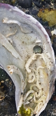 Vermetoidea