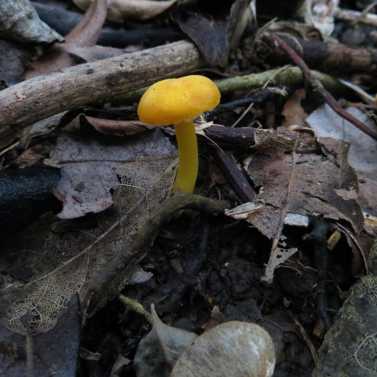 Hygrocybe julietae image