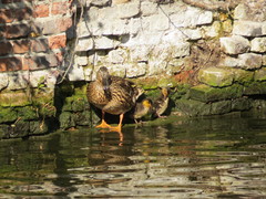 Anas platyrhynchos