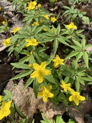 Anemonoides ranunculoides