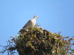 Streptopelia decaocto