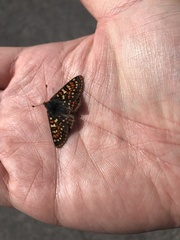 Euphydryas editha