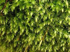 Plagiothecium nemorale