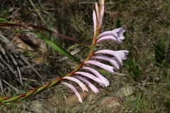 Watsonia knysnana
