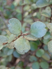 Myrsine aquilonia
