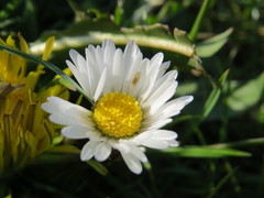 Bellis perennis