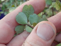 Myrsine aquilonia