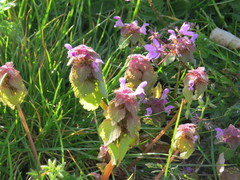 Lamium purpureum