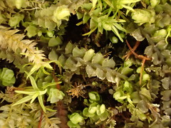 Mesoptychia collaris