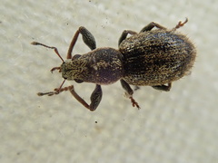 Andrion regensteinense