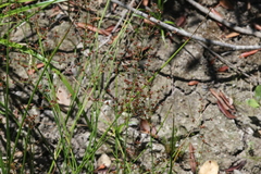 Juncus rugulosus