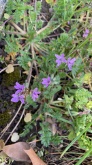 Erodium cicutarium