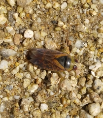 Notonecta maculata